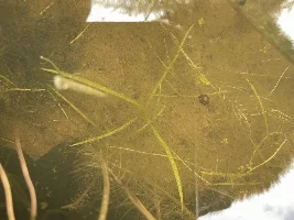Saggitaria ID?