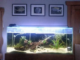 My Cichlid Adventure - 52G/220L Journal