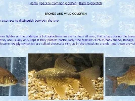 Can anyone identify this fish for me?