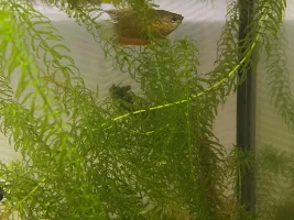 Help! My honey gourami’s are turning black?