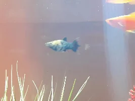 Mollies