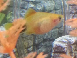 Is my mickey mouse platy pregnant
