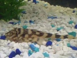 What Kind Of Pleco Is This?