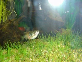 M Fish Doesn't Look Well