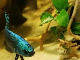 Help Identifying (Wild/Hybrid) Betta?