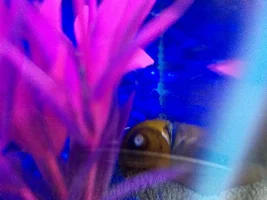 Skinny clown loach and... clams?