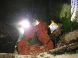 I Think I Got Lucky (Monodactylus Kottelati)