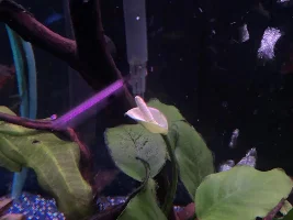 Anubias flowers…let’s see em!