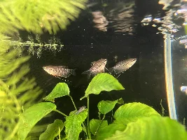 Pearl gourami - gills