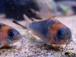 Corydoras Eques Build