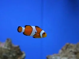 Reesy's 20 Gallon Reef Adventure