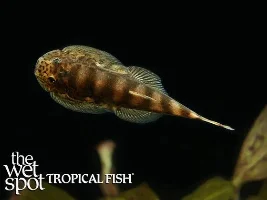 Adding Hypergastromyzon sp., & Hypergastromyzon humilis... to my Hillstream tank...