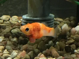 Bubbles on my Molly! Have you ever seen this before