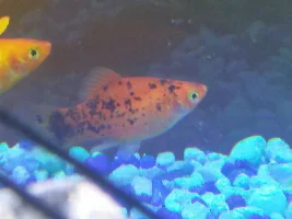 Just bought a painted platy at petsmart is it a male or female