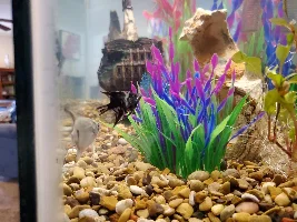 Just got back from the fishy store!!!