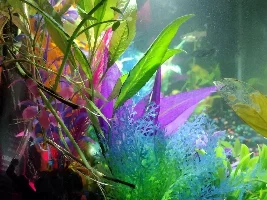 Nursery Tank is complete.