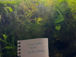 VOTE NOW- August 2026 Fish of the Month (Bettas)