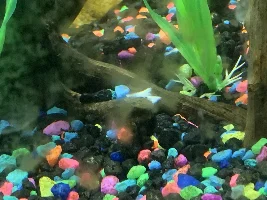 Can Napkin Paper Kill Fish? Or Harm them?