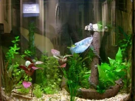 My First Planted Tank...