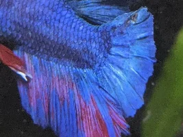 Brown spots on fin and under face