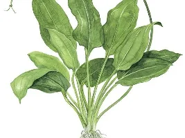Echinodorus bleheri bulb