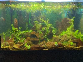 Rope fish in a guppy tank