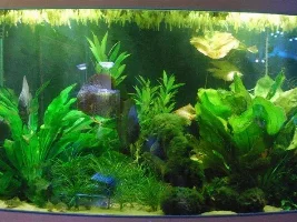 2014 - Tank Of The Year Voting Poll