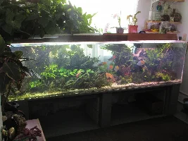 Unpopular Opinions (fish related)