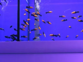 tropical fish shops