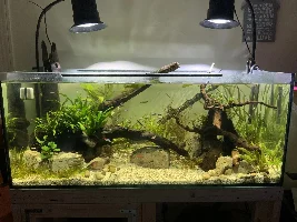 Vote Now! - February 2022 Tank of the Month Contest (31 US gal & larger)