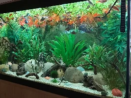 River stream 53g