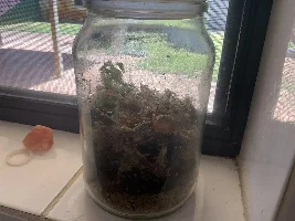 Terrarium: did I do it wrong?