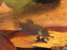 Sharing my Wild Bettas