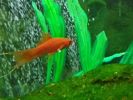 Fish with white on fins