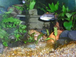 Lucky's fish