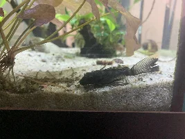 Identify this pleco?