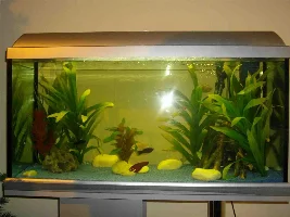 Tank Shot