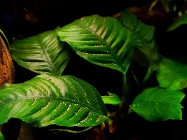 Anubias seem to fit my style of fish keeping