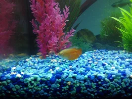 37 gl tank, how many fish I can put in!!!! 9 fishes now but the tank looks empty!!!