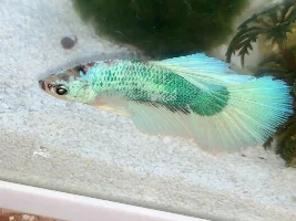 Beta question