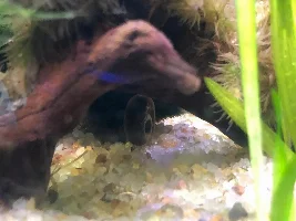 Shrimp tank is up and running!