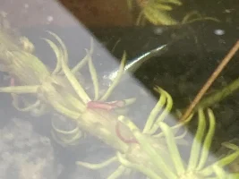 Mew plants