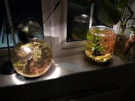 Cookie Jar, Pickle Jar or TK Maxx Vase as an Aquarium?!