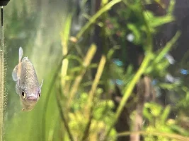 White stringy lips on five Boesmani Rainbows and white bump on one German Blue Ram lip.