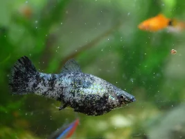 How Many Mollies/platys Can I Have In A 60L Tank?