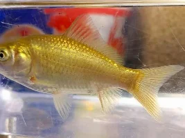 Goldfish turning black!