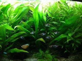 How To Breed Bronze Cory Cats