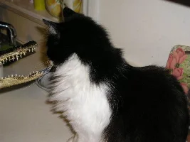 Firebellied toads, and non-reactive cat