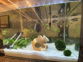 Betta sick going on 2 months, please help! Updated
