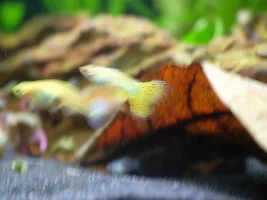 Re-starting 15 gallon, 1st time with sand